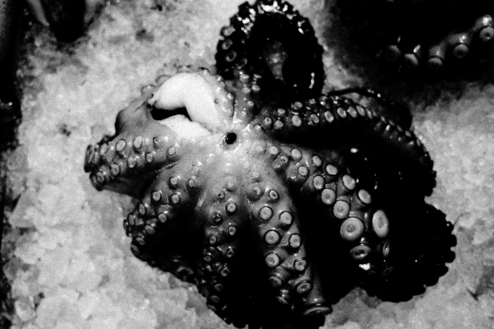 Eschatology - Matthias Koch Octopus